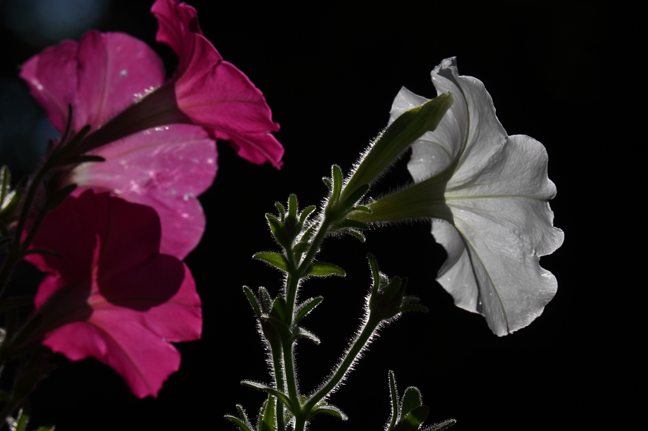2015 07 27 HTP 000076107
